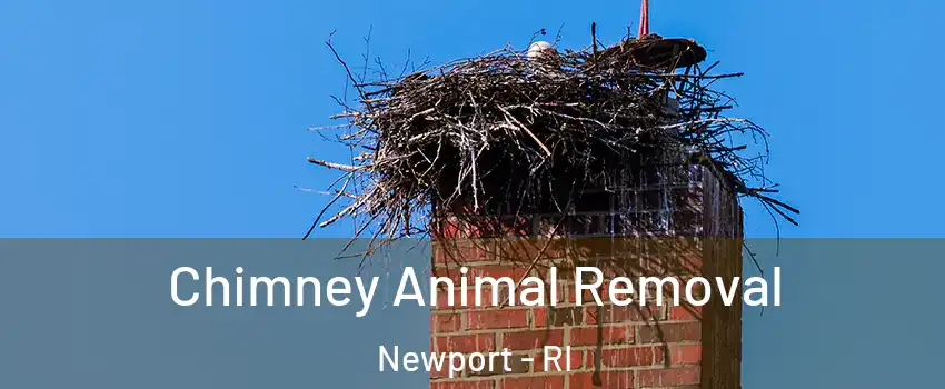  Chimney Animal Removal Newport - RI