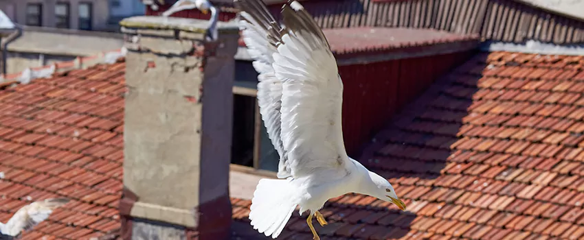 Residential Chimney Animal Removal Solution in Newport, RI