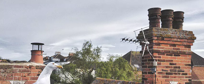 Chimney Cleaning And Restoration in Newport, Rhode Island